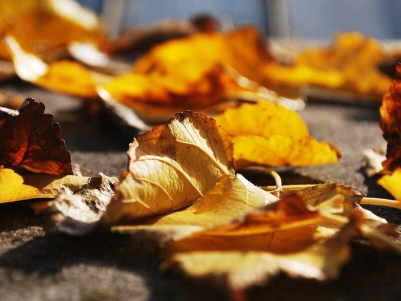 Penatibus dignissim mauris ligula etiam nulla blandit accumsan